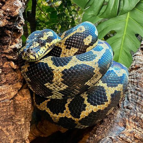 Carpet Python