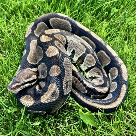 Royal Python or Ball Python - Python regius