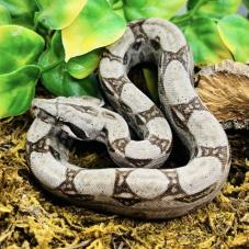 Common Boa Constrictor (Boa constrictor imperator)