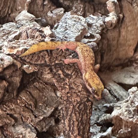 Steudners Dwarf Gecko