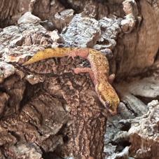 Steudners Dwarf Gecko (Tropiocolotes steudneri)