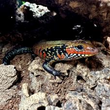 True Fire Skink (Mochlus fernandi)