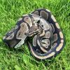 Royal Python or Ball Python - Normal/Wild Type (CB'20) 1250g MALE No.02 