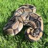 Royal Python or Ball Python - Normal/Wild Type (CB'20) 1177g MALE No.3