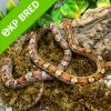 Corn Snake - Carolina het Amel, Golddust, Anery (CB 06/09/21) FEMALE No.33