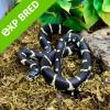 Californian King Snake - Coastal (CB 12/07/22) FEMALE No.02