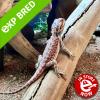 Bearded Dragon - Red Hypo (CB23) Baby 6-7cm body - Incredibly vibrant, well handled dragons from our own top quality breeding line.