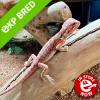 Bearded Dragon - Red Hypo Translucent (CB23) Baby 6-7cm Beautiful morph, well handled dragon from our own top quality breeding line.