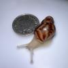 African Land Snails - White Flesh Reticulata Land Snails (Lissachatina reticulata) 1-2cm Babies