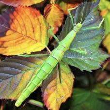 Giant Lime Green Stick Insect (Diapherodes gigantea)