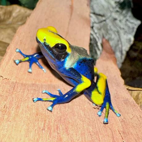 Dyeing Poison Dart Frog