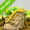 Crested Gecko - Harlequin Ink Spot Dalmation (CB21) MALE Adult No.20 - B-GRADE