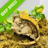 Crested Gecko - Harlequin Pinstripe (CB22) MALE Sub/Adult No.04