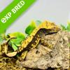 Crested Gecko - Extreme Harlequin (CB22) MALE Sub/Adult No.24
