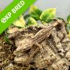 Crested Gecko - Dalmation (CB23) Juvenile No.26