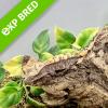 Crested Gecko - Harlequin (CB23) Baby No.27