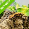 Crested Gecko - Harlequin with Ink spots (CB23) Baby No.29