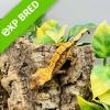 Crested Gecko - Extreme Harlequin (CB23) Baby No.30