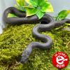 African House Snake - Black (LTC) MALE Adult