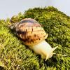 African Land Snails - White Flesh Reticulata Land Snails (Lissachatina reticulata) 6-7cm