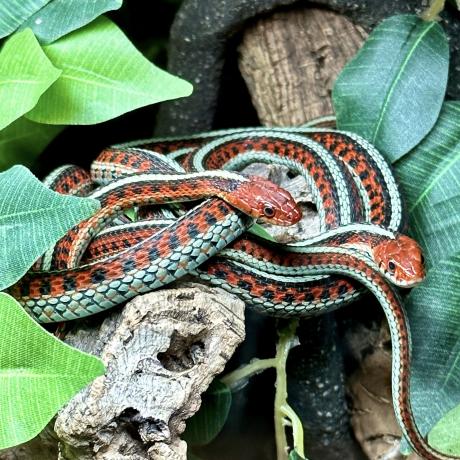 California Red Sided Garter Snake