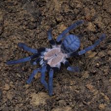 Purple Earth Tiger (Cyriopagopus sp. Hati Hati)