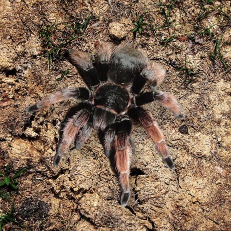 Mexican Pink Tarantula