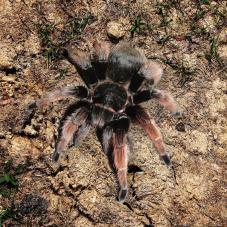 Mexican Pink Tarantula (Brachypelma klaasi)