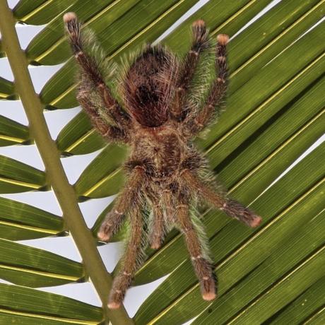 Yellow Banded Pink Toe