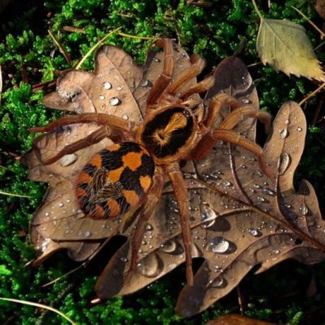 Pumpkin Patch Tarantula