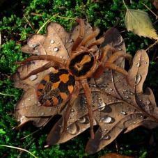 Pumpkin Patch Tarantula (Hapalopus sp. Colombia large)
