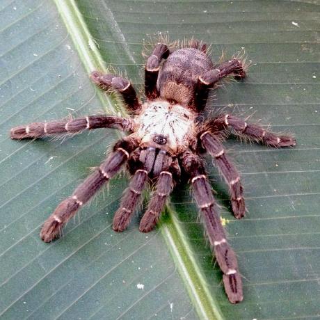 Thai Bamboo Spider