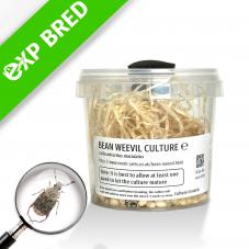 Live Bean Weevil Cultures (Callosobruchus maculatus)