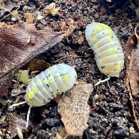 Magic Potion Isopods