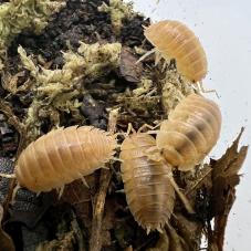 Orange Isopods