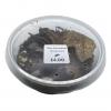 Dairy Cow Isopods - Pack of 10