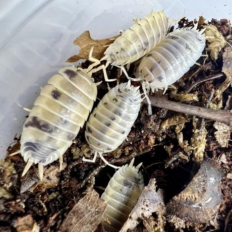 Dairy Cow Isopods