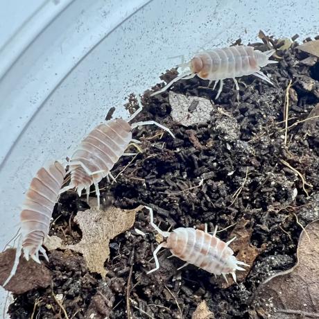 Orange Dalmation Isopods