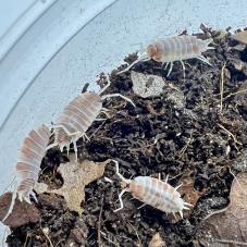 Orange Dalmation Isopods (Porcellionides pruinosus)