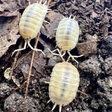 White Isopods (Porcellio laevis)