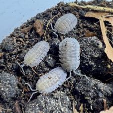 Greek Speckled Isopods (Armadillidium peraccae)