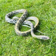 Taiwanese Beauty Snake (Orthriophis taeniurus)