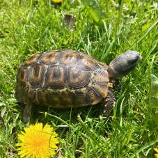 Bells Hinged Back Tortoise