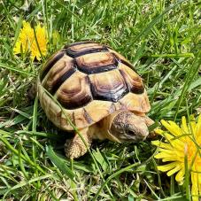 Marginated Tortoise (Testudo marginata)