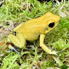 Golden Poison Dart Frog