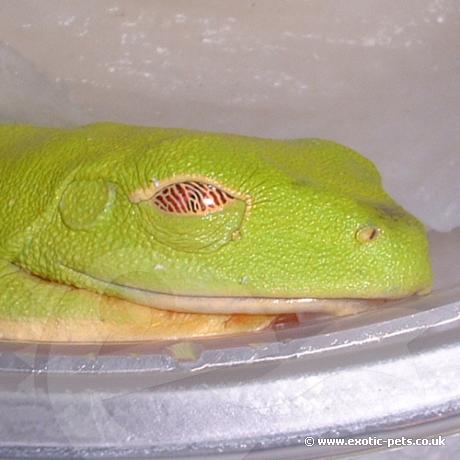 Red Eyed Tree Frog taking a nap