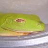 Red Eyed Tree Frog taking a nap photo