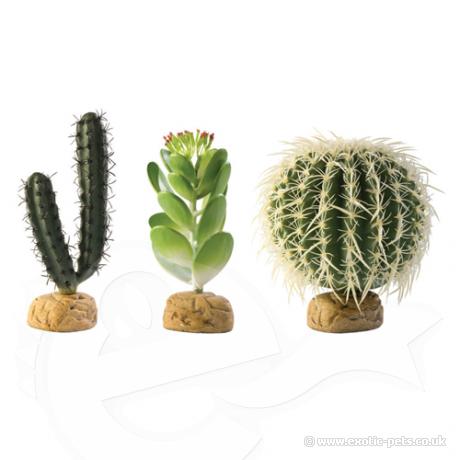 Exo Terra Desert Plants