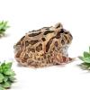 Cranwell's Horned Frog - Coffee (CB24) Juvenile 6-10cm