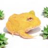 Cranwell's Horned Frog - Pikachu (CB24) Juvenile 6-10cm